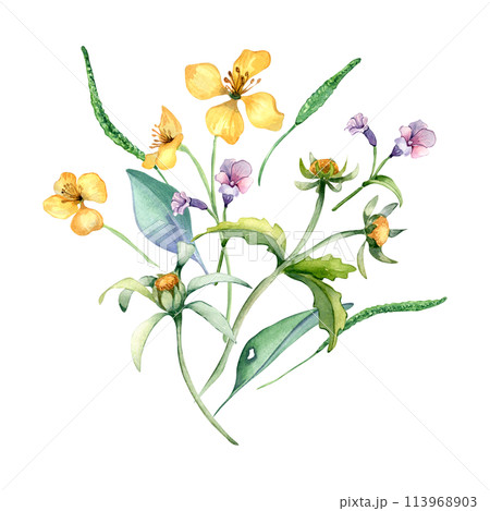 Yellow, blue meadow bunch wild flowers watercolor illustration isolated on white. Celandine and bur marigold in sketch. Medicinal plant, useful flower hand drawn. Design for label, package, postcard 113968903