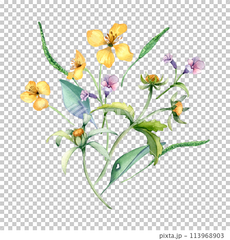 Yellow, blue meadow bunch wild flowers watercolor illustration isolated on white. Celandine and bur marigold in sketch. Medicinal plant, useful flower hand drawn. Design for label, package, postcard 113968903