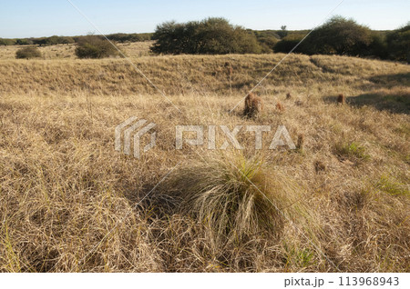 Pampas grass landscape, La Pampa province, Patagonia, Argentina. Pampas grass landscape, La Pampa province, Patagonia, Argentina. 113968943