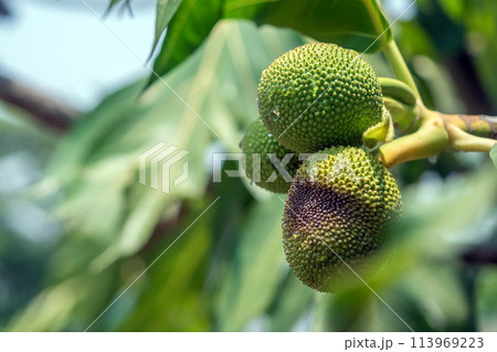 Close up of young breadfruit buds on the tree 113969223