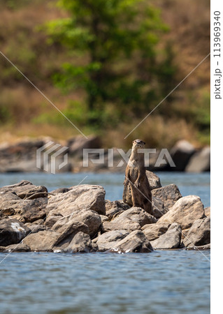 Smooth coated otter or Lutrogale perspicillata standing on two legs curious and active with eye contact on big rocks in middle of river water at forest tiger reserve or national park of india asia Smooth coated otter or Lutrogale perspicillata standing on two legs curious and active with eye contact on big rocks in middle of river water at forest tiger reserve or national park of india asia 113969340