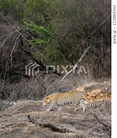 indian wild male leopard or panther or panthera pardus fusca side profile walking or stroll hot summer season outdoor jungle safari at dry deciduous forest of central india asia indian wild male leopard or panther or panthera pardus fusca side profile walking or stroll hot summer season outdoor jungle safari at dry deciduous forest of central india asia 113969342