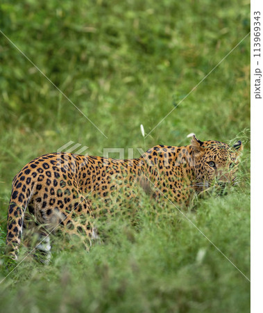 indian wild shy female leopard or panther or panthera pardus head turn with eye contact camouflage face in long grass in monsoon green season at jhalana leopard reserve forest jaipur rajasthan india 113969343