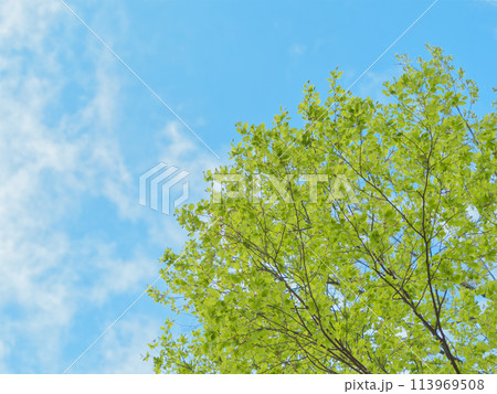爽やかな新緑と青空 113969508