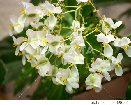 White flowers begonias 113969632