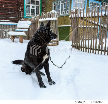 Big rustic dog 113969638