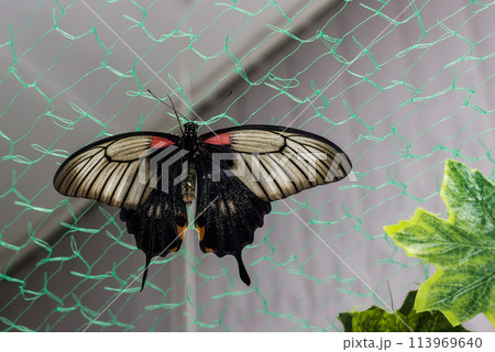 Tropical butterfly Papilio lowi 113969640