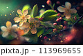 Flowering branch of apple cherry blossoms 113969655