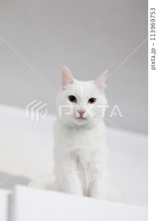 White beautiful cat on white wall background 113969753