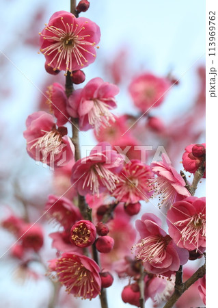 赤い梅の花 赤い梅の花 113969762