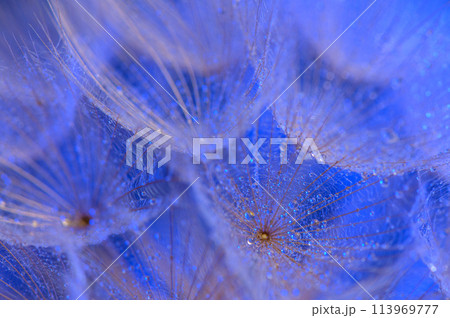 Defocused drops on dandelion seed - abstract and minimalism Defocused drops on dandelion seed - abstract and minimalism 113969777