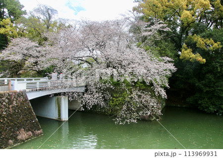 駿府城・西門の桜・駿府城公園（静岡県・静岡市） 113969931