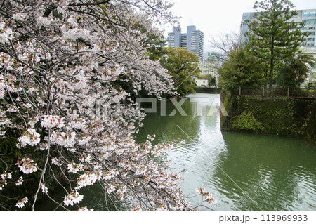 駿府城・西門の桜・駿府城公園（静岡県・静岡市） 113969933