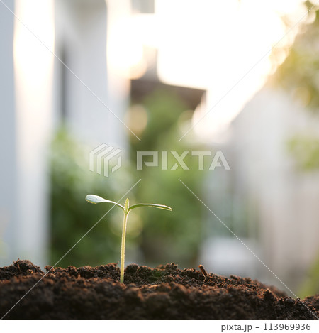 sprout growing under sunlight sprout growing under sunlight 113969936