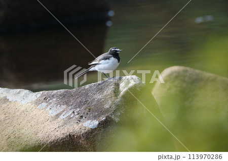 池にある石の上でひと休みのセグロセキレイ 113970286