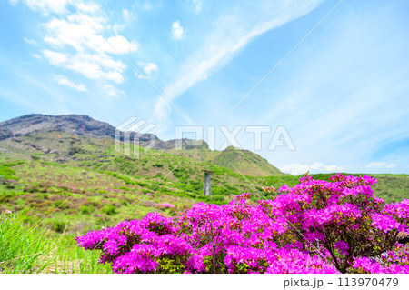 うららかな春空を背景に大自然の絶景風景「ミヤマキリシマ(仙酔峡)」阿蘇市 113970479