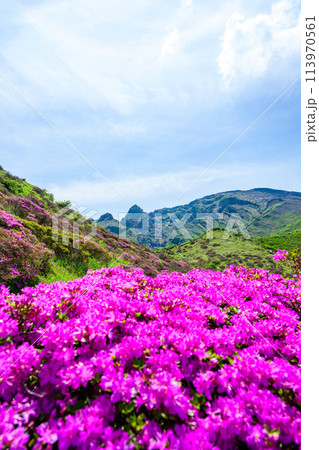 うららかな春空を背景に大自然の絶景風景「ミヤマキリシマ(仙酔峡)」阿蘇市 うららかな春空を背景に大自然の絶景風景「ミヤマキリシマ(仙酔峡)」阿蘇市 113970561