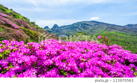 うららかな春空を背景に大自然の絶景風景「ミヤマキリシマ(仙酔峡)」阿蘇市 113970563