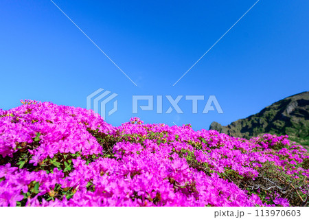 うららかな春空を背景に大自然の絶景 仙酔峡風景「ミヤマキリシマ(仙酔峡)」阿蘇市 うららかな春空を背景に大自然の絶景 仙酔峡風景「ミヤマキリシマ(仙酔峡)」阿蘇市 113970603