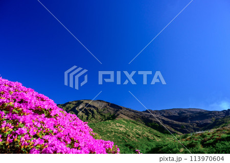 うららかな春空を背景に大自然の絶景　仙酔峡風景「ミヤマキリシマ(仙酔峡)」阿蘇市 113970604