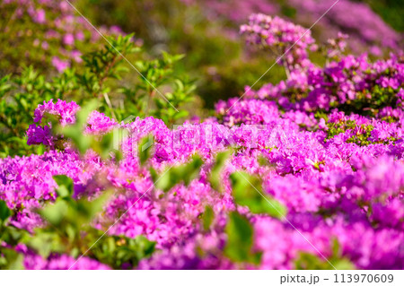 うららかな春空を背景に大自然の絶景　仙酔峡ツツジの花「ミヤマキリシマ(仙酔峡)」阿蘇市 113970609