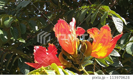 カエンボクの花 カエンボクの花 113970628