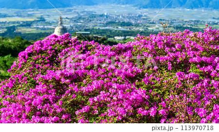 うららかな春日和に映えるツツジの花「ミヤマキリシマ(仙酔峡)」阿蘇市 うららかな春日和に映えるツツジの花「ミヤマキリシマ(仙酔峡)」阿蘇市 113970718