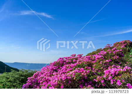 うららかな春日和に映えるツツジの花「ミヤマキリシマ(仙酔峡)」阿蘇市 113970723