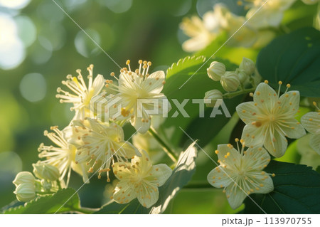 Caper flowers close up 113970755