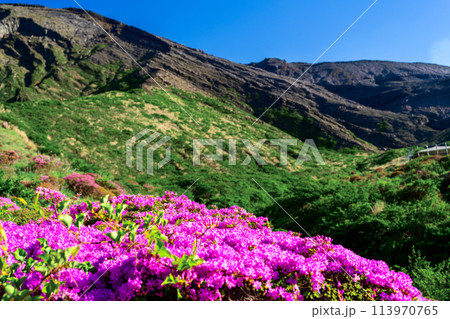 うららかな春日和に映える大自然　ツツジの花「ミヤマキリシマ(仙酔峡)」阿蘇市 113970765