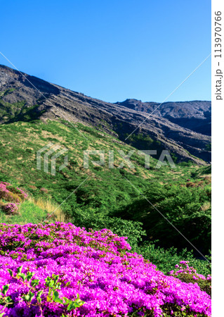 うららかな春日和に映える大自然　ツツジの花「ミヤマキリシマ(仙酔峡)」阿蘇市 113970766