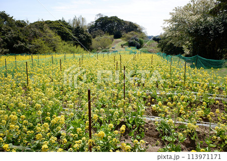 宮城県　朴島の菜の花畑 113971171