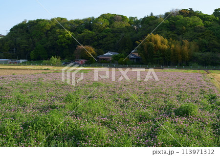 レンゲソウの花 113971312