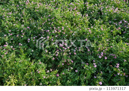 レンゲソウの花 113971317