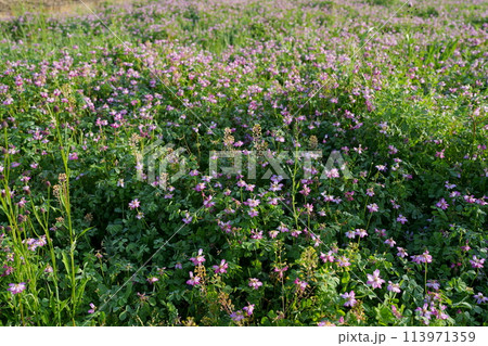 レンゲソウの花 113971359