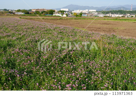 レンゲソウの花 113971363