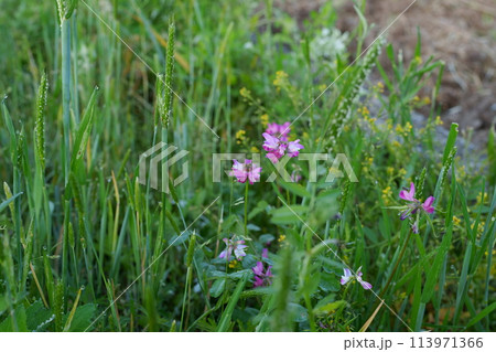 レンゲソウの花 113971366