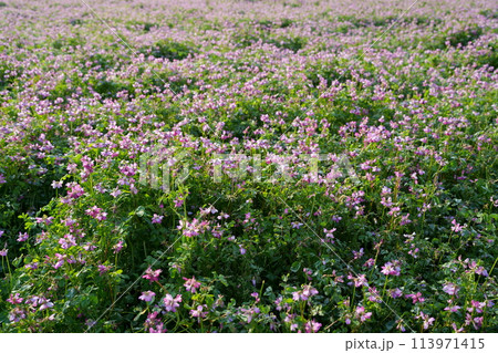 レンゲソウの花 113971415