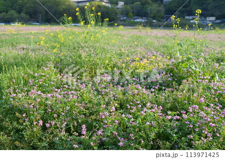 レンゲソウの花 113971425