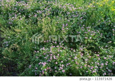 レンゲソウの花 113971426