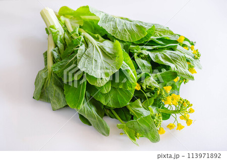 白菜の菜花 113971892
