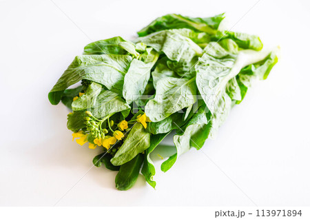 白菜の菜花 113971894