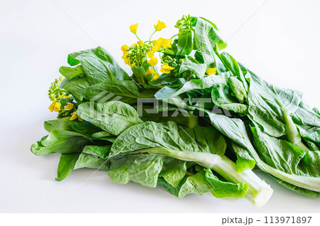 白菜の菜花 白菜の菜花 113971897
