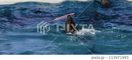 あらよっと！なんでも回すぞ～～ 113971993