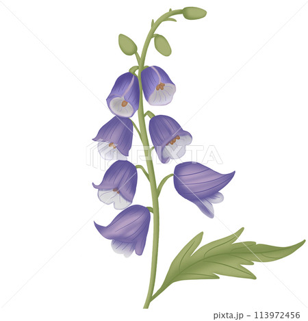 close up of jasmine flower close up of jasmine flower 113972456