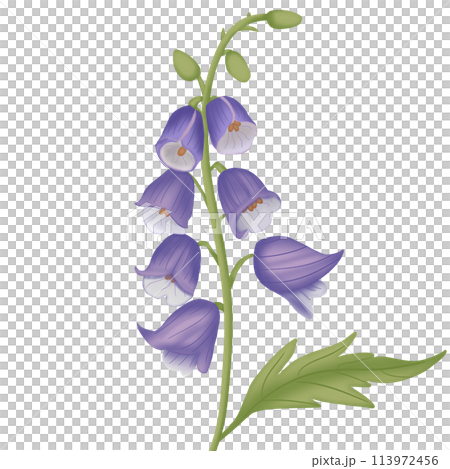 close up of jasmine flower close up of jasmine flower 113972456