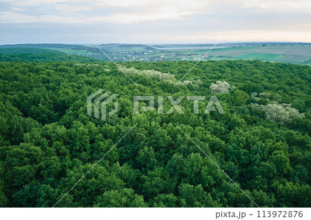Aerial view of dark green lush forest with dense trees canopies in summer Aerial view of dark green lush forest with dense trees canopies in summer 113972876