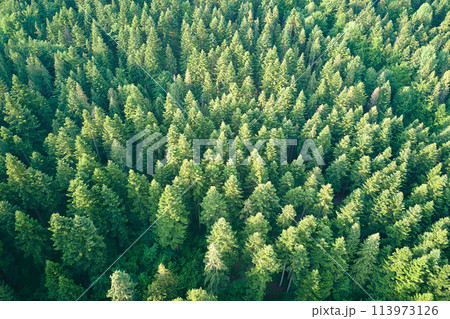 Aerial view of green pine forest with dark spruce trees. Nothern woodland scenery from above Aerial view of green pine forest with dark spruce trees. Nothern woodland scenery from above 113973126