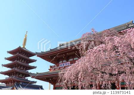 満開の桜と浅草寺宝蔵門　東京の観光地　 113973141