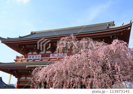 満開の桜と浅草寺宝蔵門 東京の観光地 満開の桜と浅草寺宝蔵門 東京の観光地 113973145